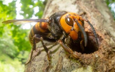 The Asian Giant Hornet