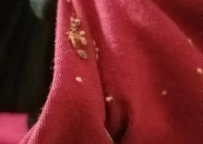 Bed Bug Exterminator