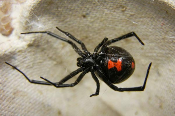Black Widow in Las Vegas
