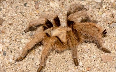The Desert Blonde Tarantula