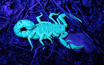 Hunting Scorpions at Night in Las Vegas