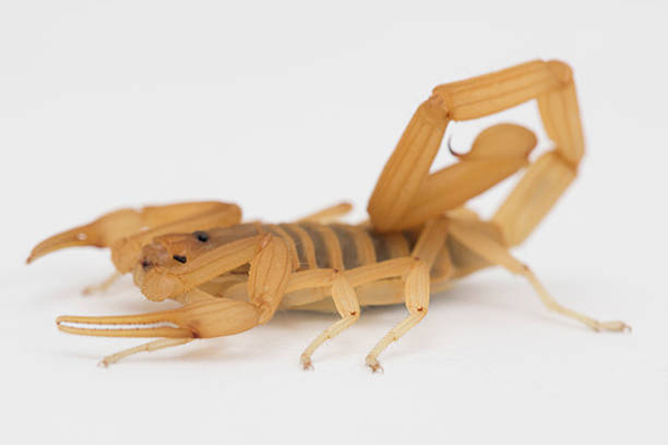 scorpion2 Scorpion Exterminator