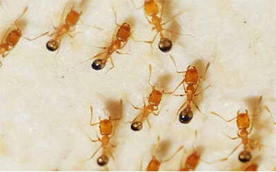 The Tiny Pharoah Ant in Las Vegas