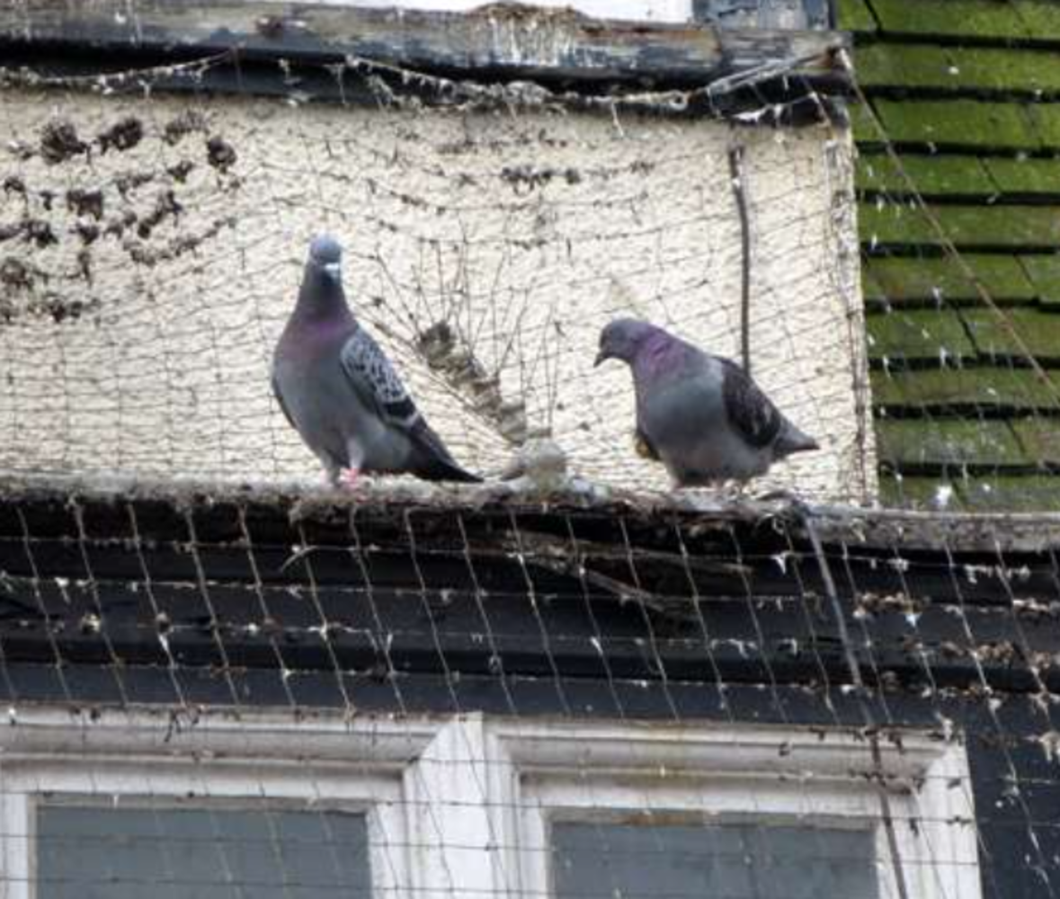 Roof pigeon deterrent