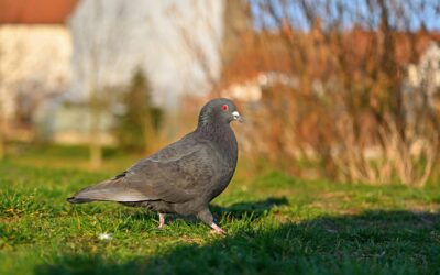 Best Pigeon Pest Control Services Las Vegas