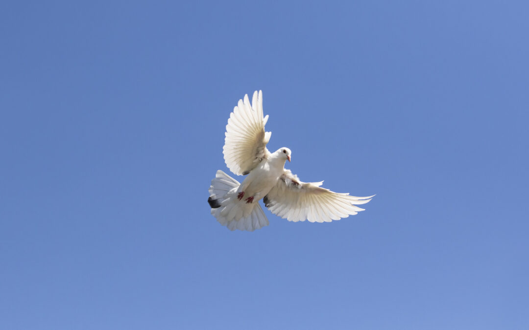 How To Get Rid Of Pigeon Poop