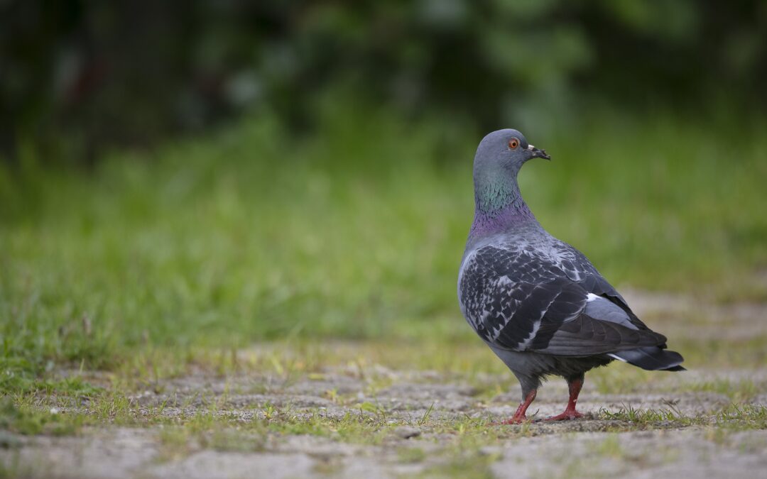 Effective Pigeon Control Solutions for a Bird-Free Environment