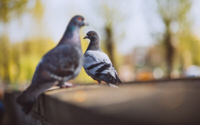 Proven Pigeon Control Methods in Las Vegas
