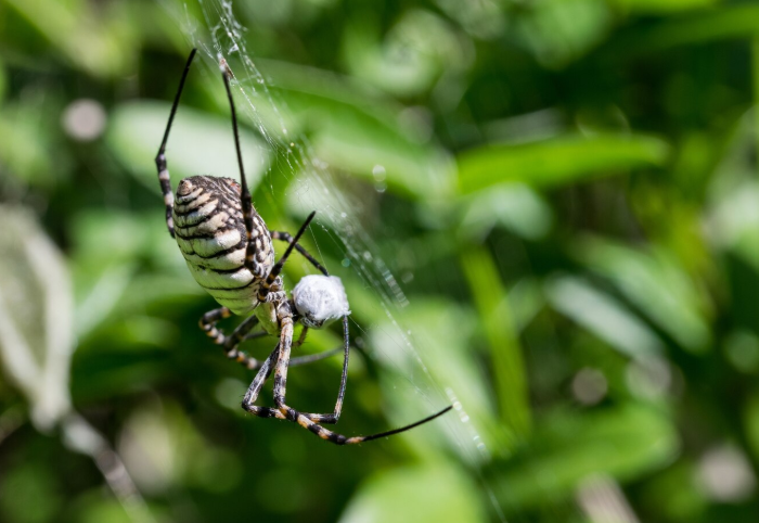 spider pest control las vegas