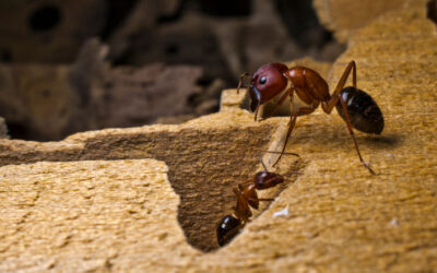 Carpenter ant bait