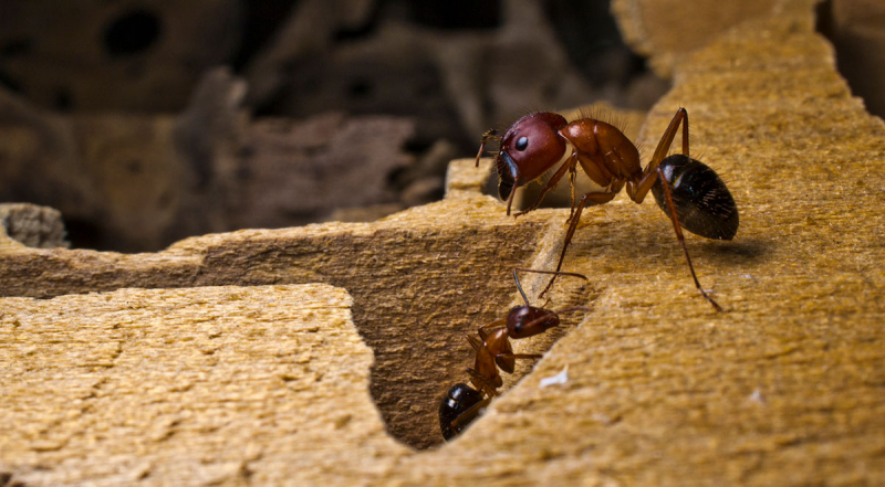 Carpenter ant bait