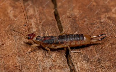 Can Pest Control Get Rid of Earwigs ?