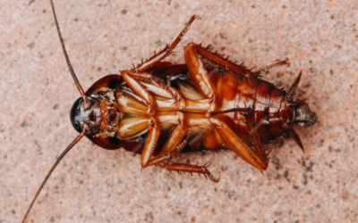 Best exterminator for roaches