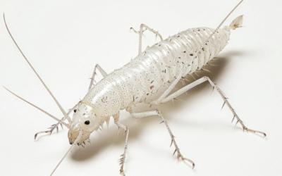 Allergic Reaction Silverfish Bite