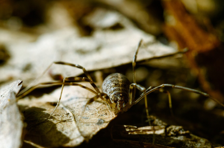 Onslaught Fastcap Spider & Scorpion Insecticide