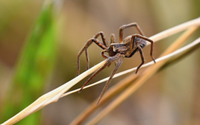 At Home Spider Killer