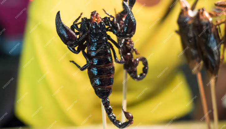 best scorpion killer