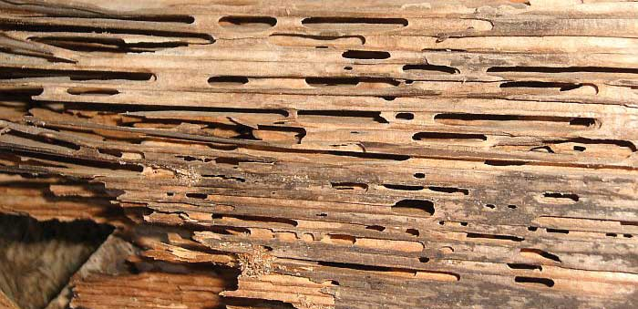 pictures of carpenter ants