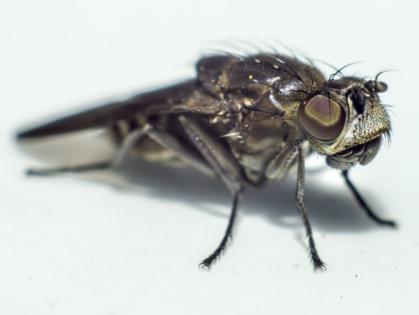 How Can I Kill Silverfish