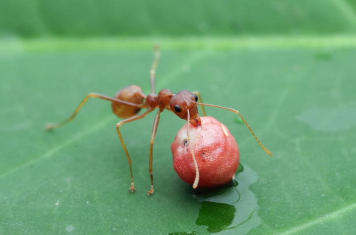 Red Ants