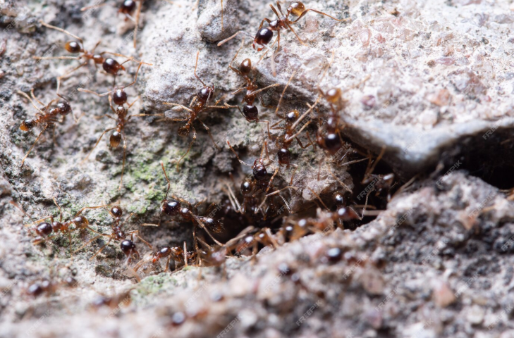 ant nest