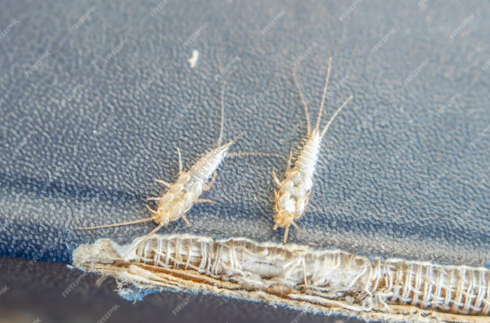 How to Get Rid of Silverfish