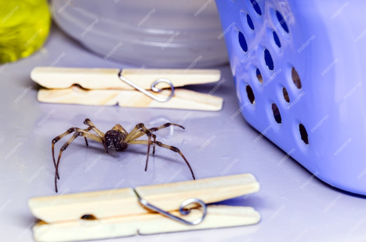 Spider Glue Traps