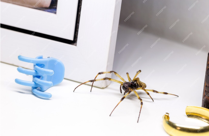 Best Spider Traps for Home