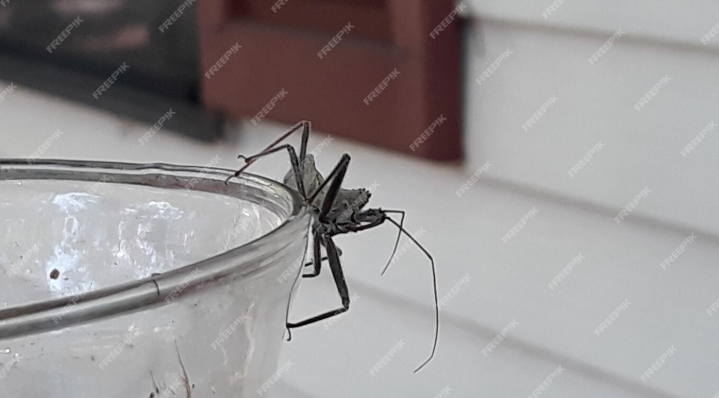 Spider Traps for House