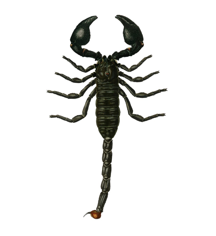 types of scorpions