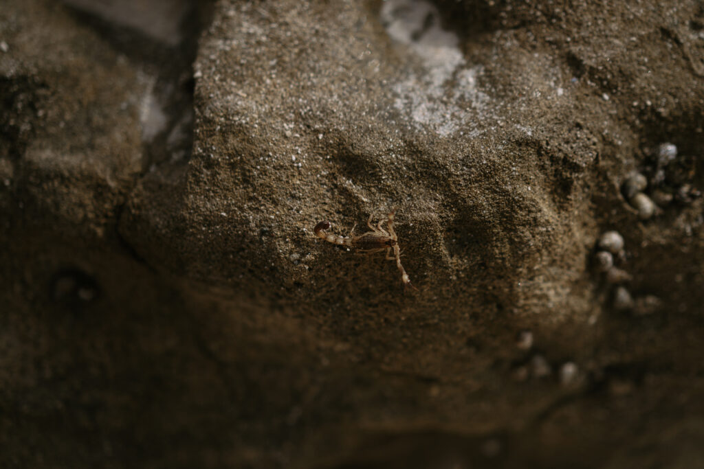 can scorpions climb walls