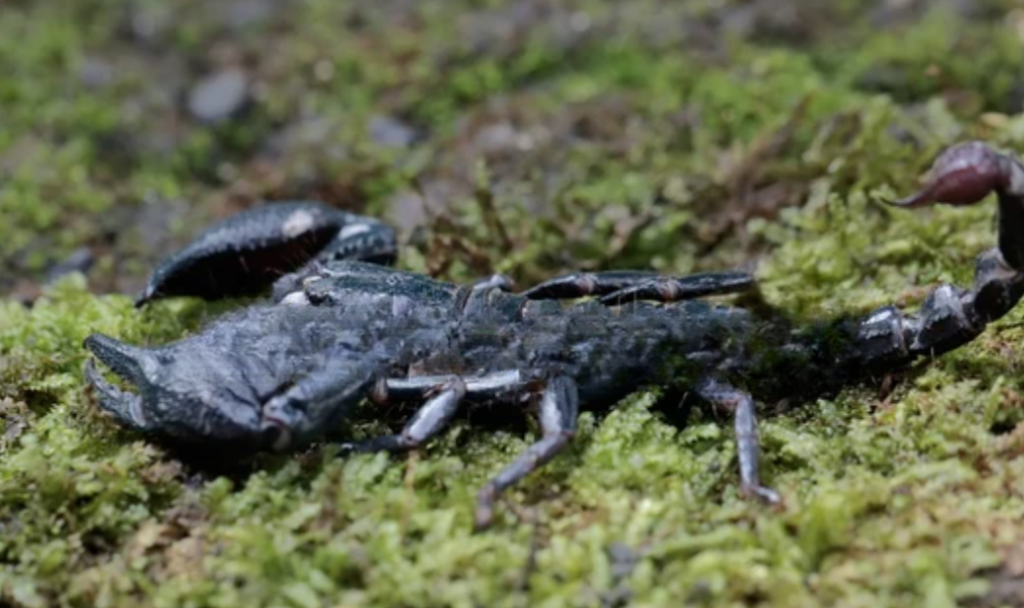 Scorpions Adaptations to Forest Life