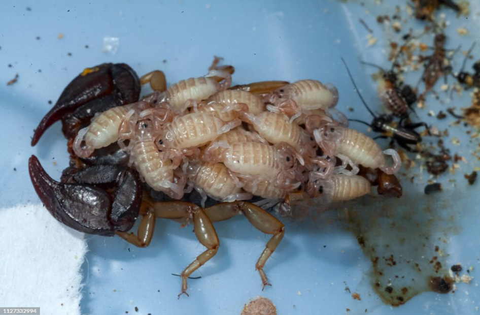 Scorpion babies on back - Scorpion with babies on back