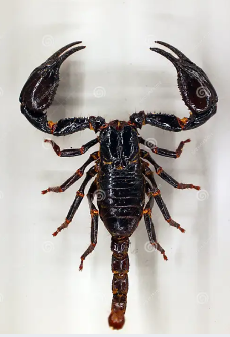 How Many Legs Does a Scorpion Have - How many legs on a scorpion ?